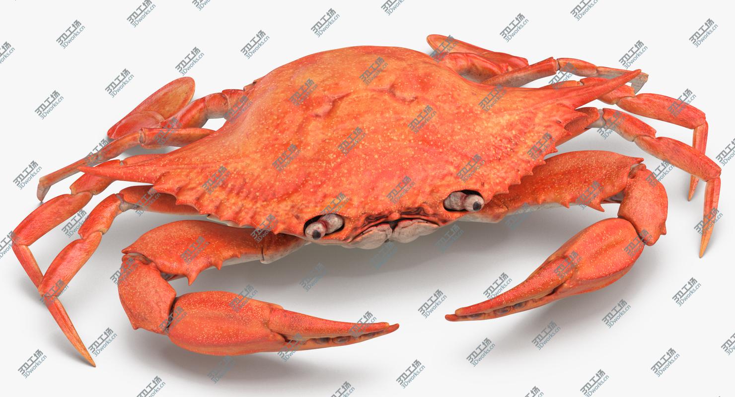 images/goods_img/202105071/Crab 3D/3.jpg